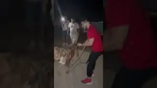 Кабард