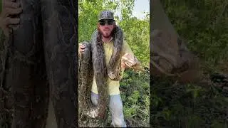 Massive Python Found in Florida Suburbs