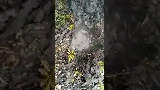 Кипящая вода Васькино