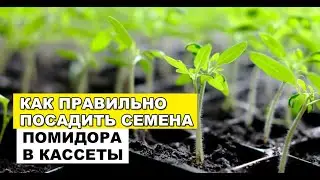 Как правильно посадить семена помидора в кассеты