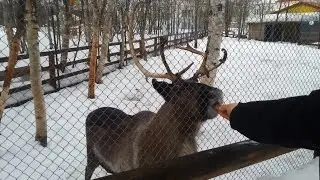 Кормить оленей запрещено.  ШТРАФ!!!