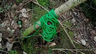 Suicide Forest l See Of Trees  (Preview)