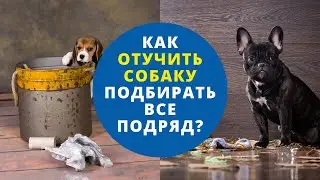 1 урок. Как отучить собаку подбирать все подряд? Причины, почему собака подбирает с земли.