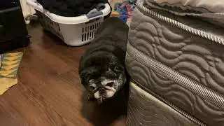 Pug sneak