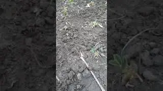 Новый способ посадки клубники