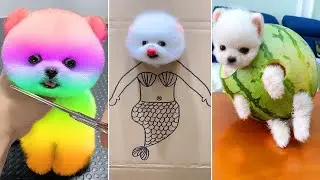 Cute Pomeranian Puppies Doing Funny Things #8 - Cute and Funny Dogs 2024 - VN Pets