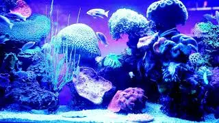 Relaxing Video With Nature Sounds 🐋 Coral Reef Fish | Nature Sounds - Stress Relief | Tv Screensaver