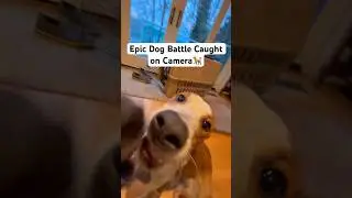 Most epic dog battle caught on camera. EVER.🐕⚠️🥊