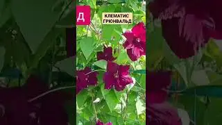 БЫСТРОРАСТУЩИЙ КЛЕМАТИС ГРЮНВАЛЬД.