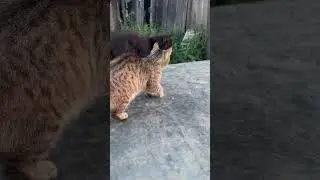 Осторожно! Злая собака 😡🐕🐈🐈🐈 
