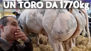 I 7 TORI PIÙ GRANDI DEL MONDO 😱