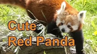 Cute Red Panda on Adventure