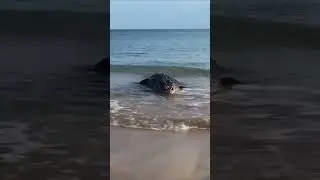 Крокодил был замечен на берегу Азовского моря в Голубицкой. ‼️Это фейк‼️