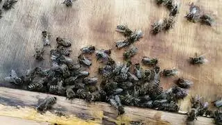 Если клещ Варроа в пойманных Роях в ловушку.