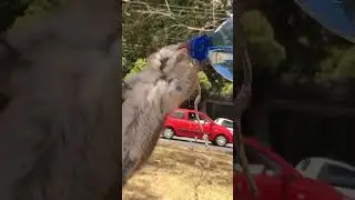 Parched Possum Drinks From Water Bottle