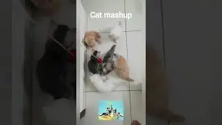 Cat Mashup short video will melt your heart #shorts #catlovers #cutecat #babycat