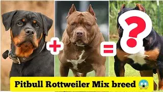 Rottweiler Pitbull Mix 😍😱 Dog Breed 🐶 | #shorts #dogs #Cutedogs #puppies