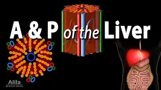 Anatomy and Physiology of the Liver, Animation