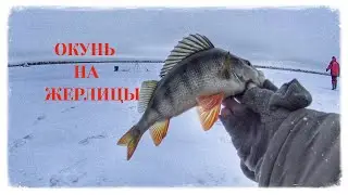 БЕШЕННЫЙ ОКУНЬ! ЩУКА РВЕТ ПАВОДКИ!ЖЕРЛИЦЫ В ПАНИКЕ!ЗИМНЯЯ РЫБАЛКА!