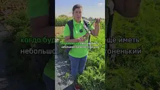 Как вырастить РОВНУЮ морковь?