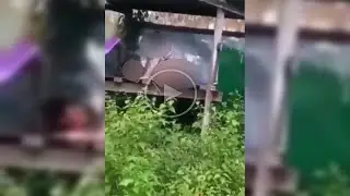 VIRALL!! Video Mesum Di Gubuk Sawah Warga, Ceweknya Keenakan Di Atas