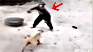 Dog Picks The Wrong Man To Mess With And Faces The Consequences!!