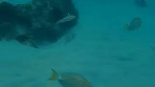 Catalonia Royal La Romana пляж