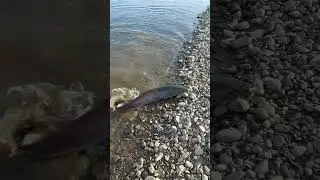 ПО ТАЙМЕНЮ В ЯКУТИИ. ТАЙМЕНЬ НА СПИННИНГ. 