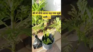 Free me plants lana pad gaya bhari 