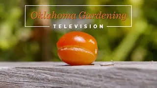 Oklahoma Gardening July 23, 2022