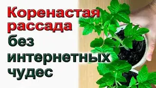 Толстая, коренастая  рассада томатов без интернетных чудес.