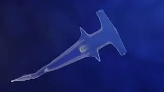 Hammerhead shark brain animation