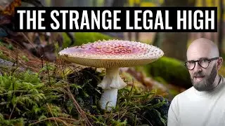 Muscimol: The Legal 