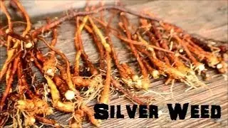 (The Northwest Forager) Ep.  2 Silverweed