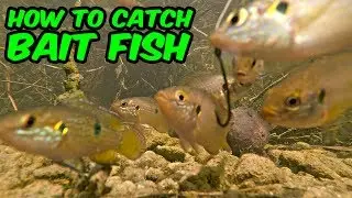 Micro Fishing! HOW TO CATCH BAIT FISH | Monster Mike