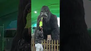 OMG ....... Big Gorilla 😱 