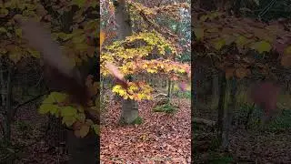 Forests in Germany preparing for Winter