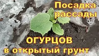 Посадка рассады огурцов для раннего урожая в открытый грунт