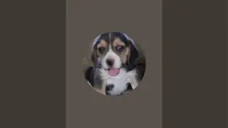 Leo The Beagle is live