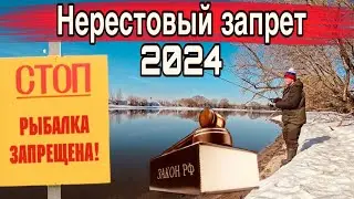 НЕРЕСТОВЫЙ ЗАПРЕТ 2024! На что ловить можно Рыбалка на спиннинг под запретом?