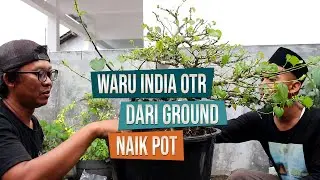 Waru India On The Rock Dari Ground Naik Pot Bersama Mas Taofiq dan Mas Ciplux Bonsai