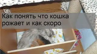 Как понять что кошка рожает и как скоро