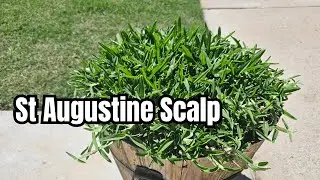 Can You Scalp St Augustine Grass?