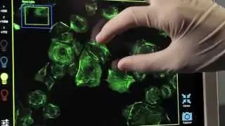 Cell Imaging Simplified -  the ZOE™ Fluorescent Cell Imager
