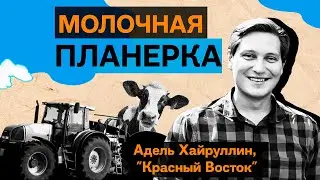 Адель Хайруллин, «Красный Восток»: как развивается крупнейший производитель молока Татарстана