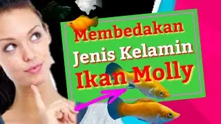 CARA MEMBEDAKAN IKAN MOLLY JANTAN DAN BETINA