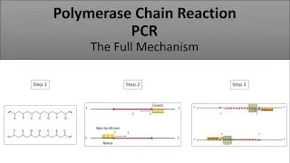 The principle of PCR-Polymerase Chain Reaction, a full and easy explanation