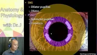 A&P 1 (PHYL 141) | Special Senses | Iris & Pupil Control