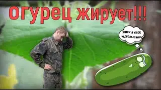 ОГУРЕЦ ЖИРУЕТ!!! КАК ЭТО ЛЕГКО ИСПРАВИТЬ???