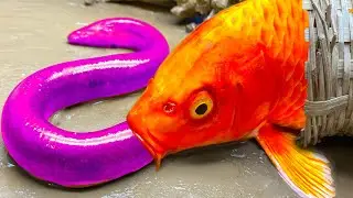 Stop Motion ASMR Carp Egg Trap in Koi Fish Pool, Catfish, Eel Big Frogs Primitive Cooking